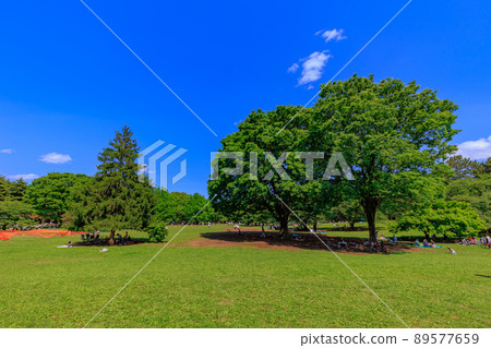 東京練馬區光丘公園草坪廣場 東京練馬區光丘公園草坪廣場 89577659