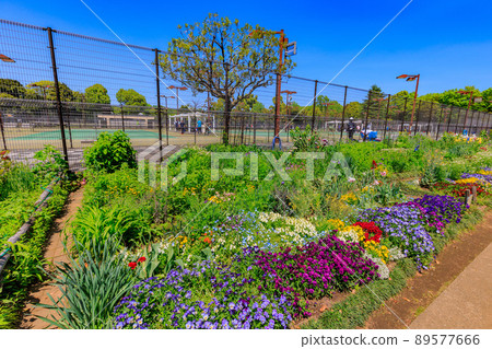 東京都練馬區光丘公園 志願者花壇和網球場 89577666