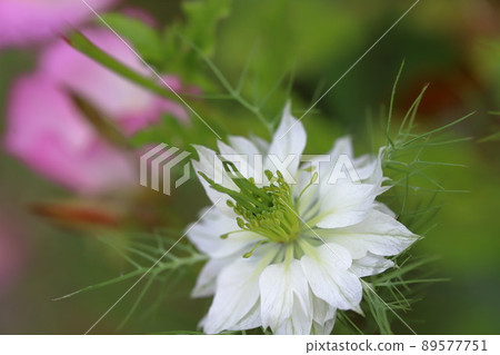 Flowers of blackcurrant Flowers of blackcurrant 89577751