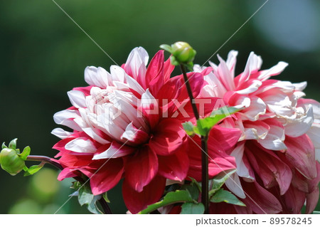 Colorful large flower Colorful large flower 89578245