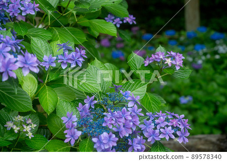 京都府宇治田原町湯屋谷空拉比羅拍攝了被譽為日本綠茶始祖的長谷宗園出生地的繡球花。 京都府宇治田原町湯屋谷空拉比羅拍攝了被譽為日本綠茶始祖的長谷宗園出生地的繡球花。 89578340