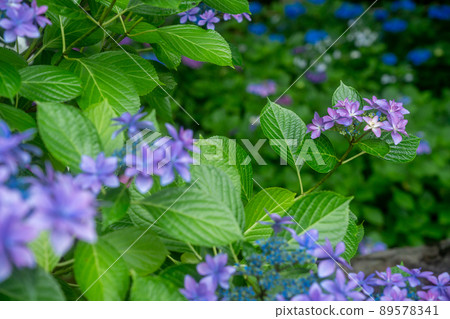 Yuyadani Sorabiro, Ujitawara-cho, Kyoto Prefecture Photographed the hydrangea of the birthplace of Nagatani Soen, who is known as the ancestor of Japanese green tea. 89578341