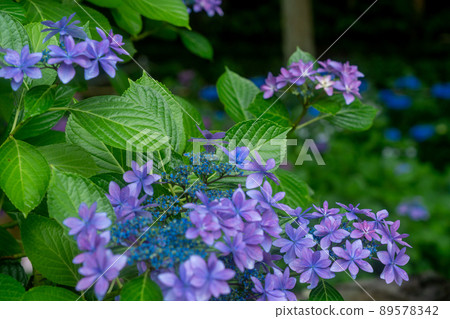 Yuyadani Sorabiro, Ujitawara-cho, Kyoto Prefecture Photographed the hydrangea of the birthplace of Nagatani Soen, who is known as the ancestor of Japanese green tea. Yuyadani Sorabiro, Ujitawara-cho, Kyoto Prefecture Photographed the hydrangea of the birthplace of Nagatani Soen, who is known as the ancestor of Japanese green tea. 89578342
