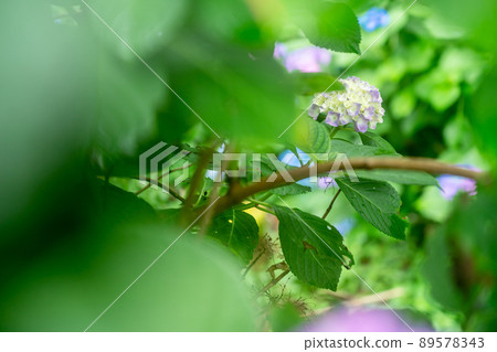 Yuyadani Sorabiro, Ujitawara-cho, Kyoto Prefecture Photographed the hydrangea of the birthplace of Nagatani Soen, who is known as the ancestor of Japanese green tea. Yuyadani Sorabiro, Ujitawara-cho, Kyoto Prefecture Photographed the hydrangea of the birthplace of Nagatani Soen, who is known as the ancestor of Japanese green tea. 89578343