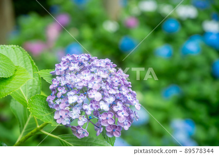 Yuyadani Sorabiro, Ujitawara-cho, Kyoto Prefecture Photographed the hydrangea of the birthplace of Nagatani Soen, who is known as the ancestor of Japanese green tea. 89578344