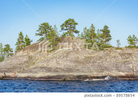 Pine trees on the cliff. Finland. Pine trees on the cliff. Finland. 89578654