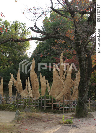 Cycads 89578717