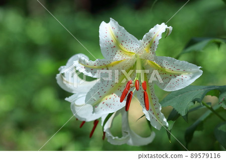 King of lilies King of lilies 89579116