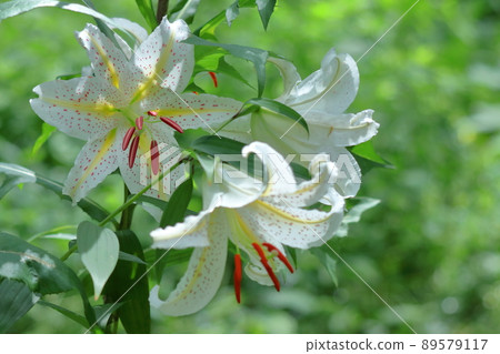 King of lilies 89579117