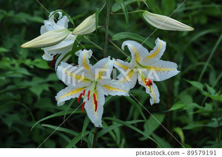 King of lilies King of lilies 89579191