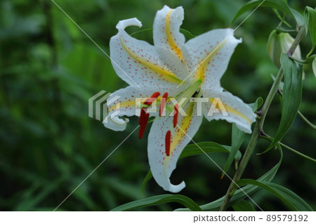 百合之王 百合之王 89579192