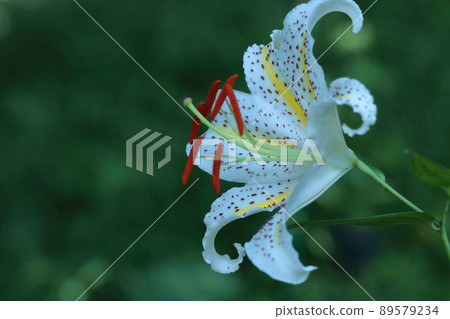 百合之王 89579234