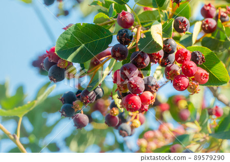 branch of colored ripe berries of shadberry 89579290