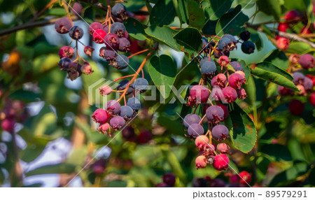 branch of colored ripe berries of shadberry branch of colored ripe berries of shadberry 89579291