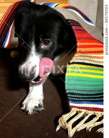 Border Collie Border Collie 89579303