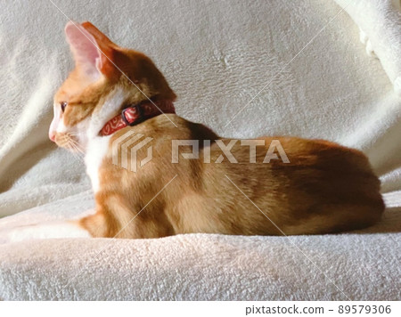 Kitten's profile Kitten's profile 89579306