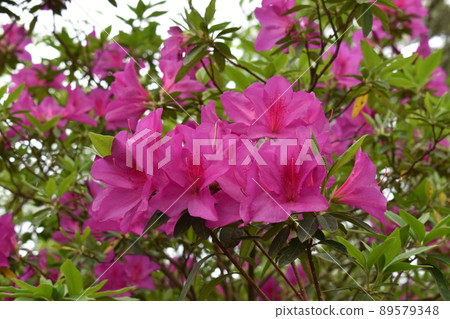 Azalea 89579348