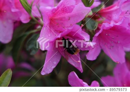熊町吸杜鵑花蜜 89579373