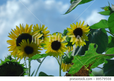 太陽之花 89579508