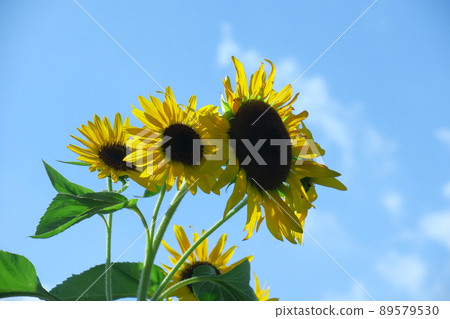 Flower of the sun Flower of the sun 89579530
