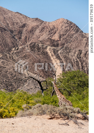 Solitary Giraffe in the Namibian Desert 89579639
