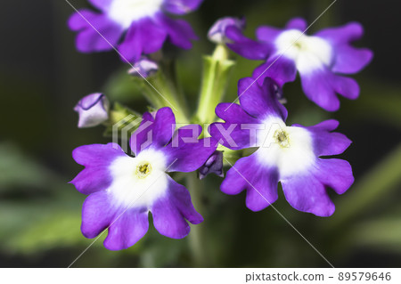 Verbena Verbena 89579646