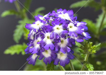 Verbena Verbena 89579647