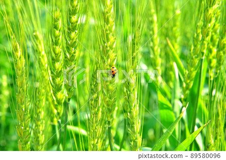 Wheat field Countryside landscape Image of emigration to rural areas Wheat field Countryside landscape Image of emigration to rural areas 89580096