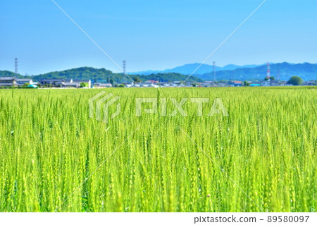 Wheat field Countryside landscape Image of emigration to rural areas Wheat field Countryside landscape Image of emigration to rural areas 89580097