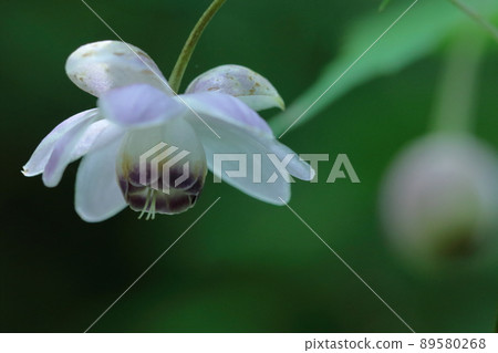 Lamps hanging in the forest 89580268