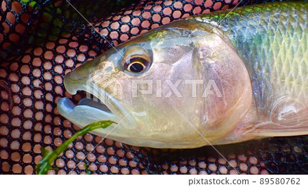 海斯在琵琶湖被捕 89580762