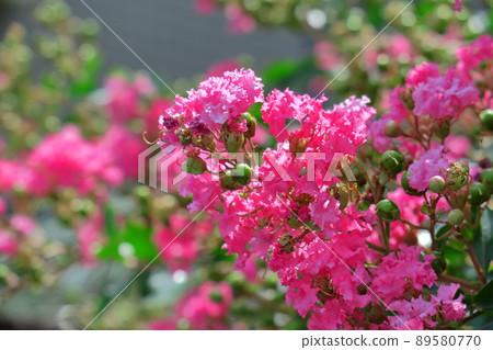 Shines in the blue sky in midsummer Shines in the blue sky in midsummer 89580770