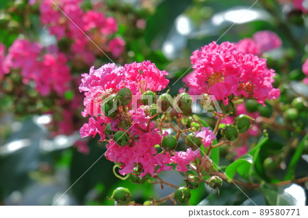 Shines in the blue sky in midsummer Shines in the blue sky in midsummer 89580771