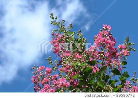 盛夏閃耀在蔚藍的天空 89580778