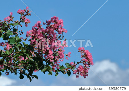 盛夏閃耀在蔚藍的天空 89580779