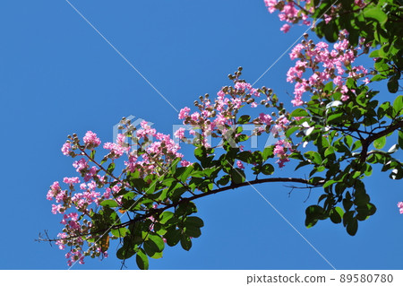 盛夏閃耀在蔚藍的天空 89580780