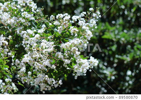 盛夏閃耀在蔚藍的天空 盛夏閃耀在蔚藍的天空 89580870