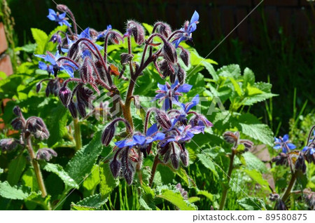 Borage (borage) Borage (borage) 89580875
