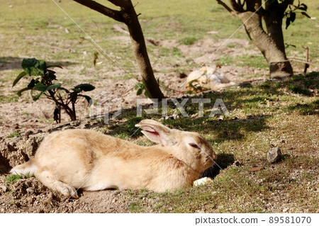 Two European rabbits from Okunoshima, Takehara City, Hiroshima Prefecture Two European rabbits from Okunoshima, Takehara City, Hiroshima Prefecture 89581070