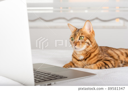 Domestic cat looks at the laptop screen. 89581347