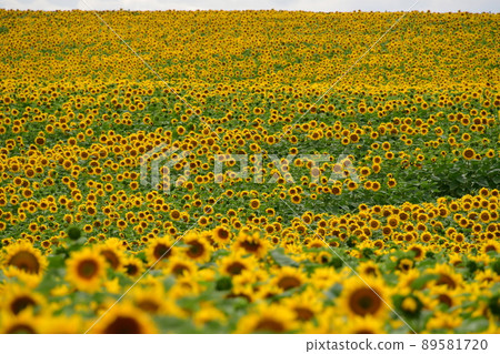 烏克蘭，克萊文，通往地平線的向日葵田，電影《向日葵》的拍攝地 89581720