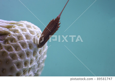 Dandelion flower seed closeup blurred background 89581747