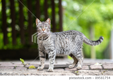 Cute gray striped cat standing outdoors on summer street. Cute gray striped cat standing outdoors on summer street. 89581754