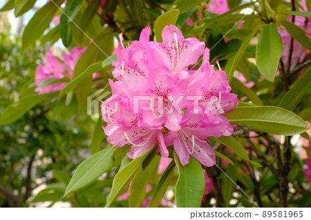 Pink rhododendron flowers in full bloom 89581965
