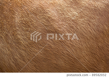 Close up of brown soft wool texture background. Natural fluffy fur of sheep, cow or calf. Warmth and comfort. Close up of brown soft wool texture background. Natural fluffy fur of sheep, cow or calf. Warmth and comfort. 89582032