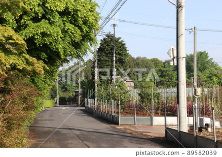 埼玉縣川口市關根地區的苗圃內 89582039