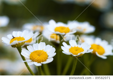Close up little white daisy flowers 89582071