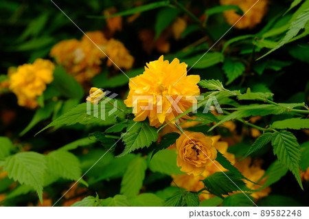 Yaeyamabuki in full bloom 89582248