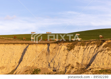landscape over white cows grazing in the grass  89582280