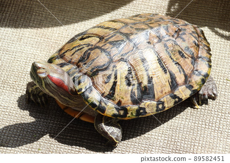 Red-eared slider sunbathing (breeding individual) 89582451